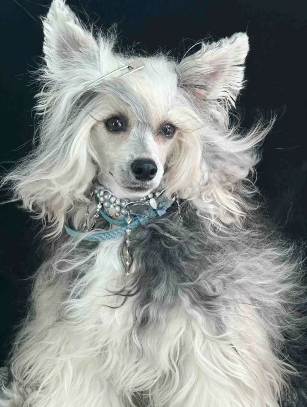 Rosa sinensis unmatched