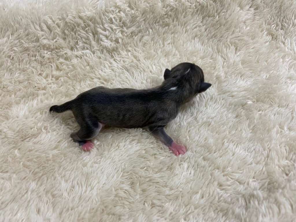 Rosa sinensis kennel