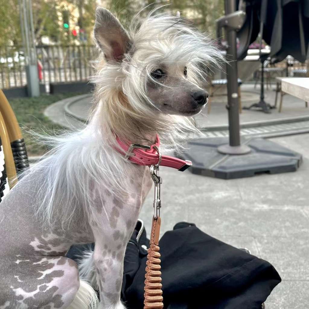 Rosa sinensis kennel