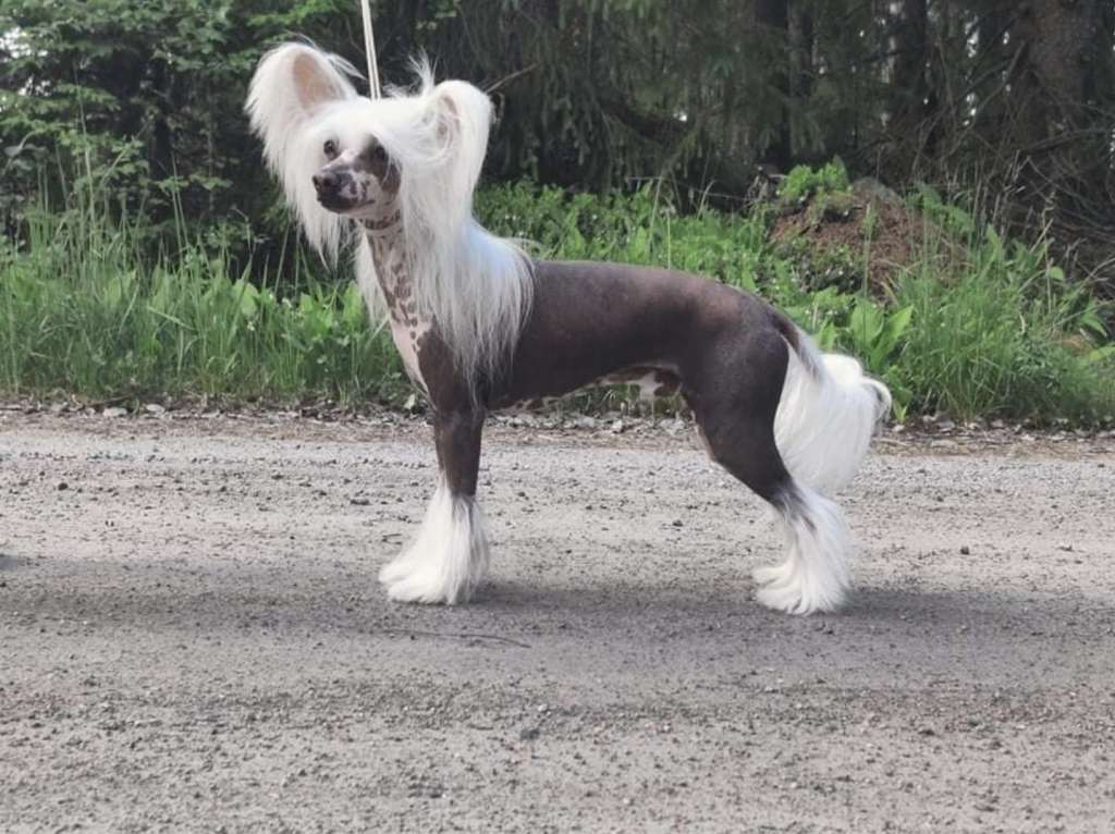 Miinuksen Isänmaan Toivo