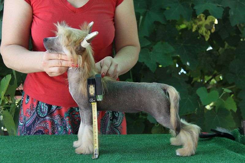 Zheneva-Debjut Tekila