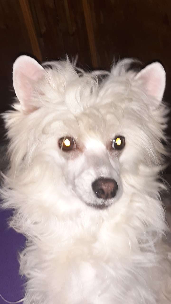 Castlecove Fantastic Beast