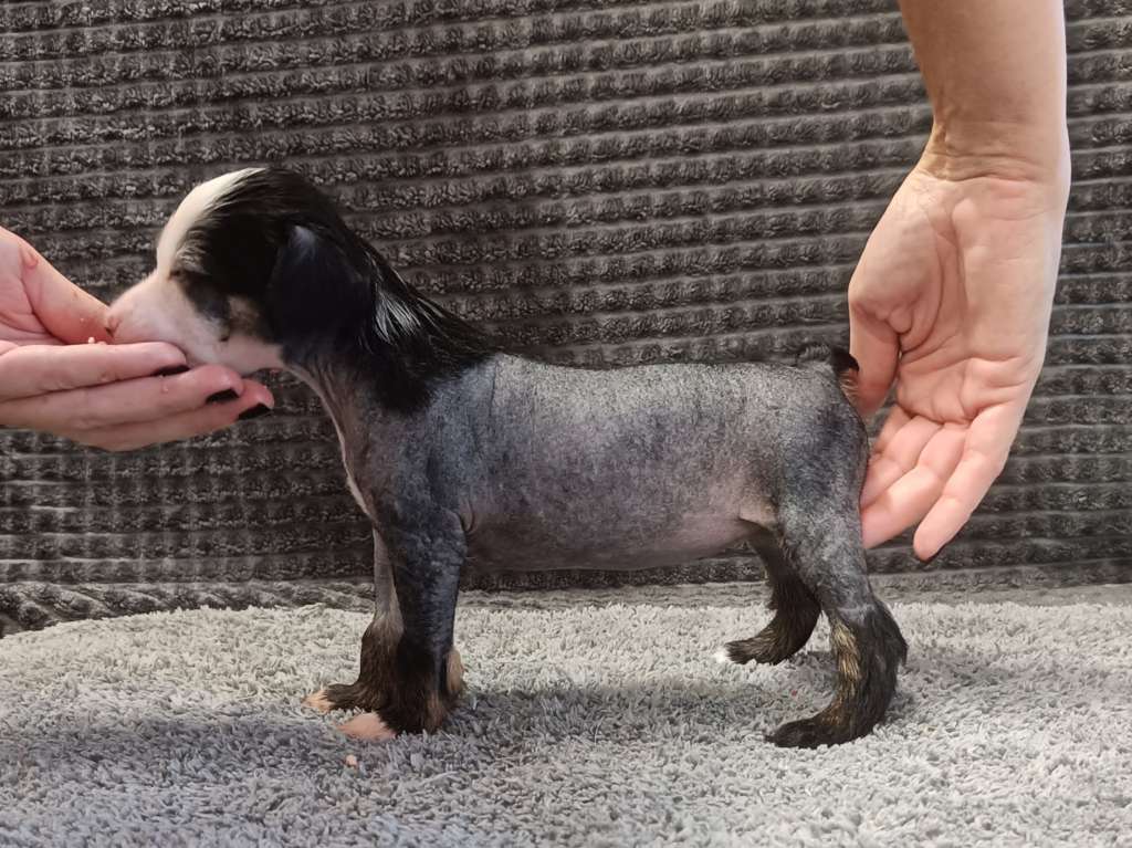 Naked Stars To The Moon And Black