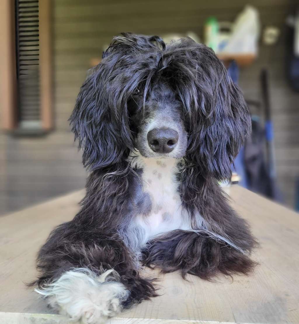 Finhani Strong Café Bombón