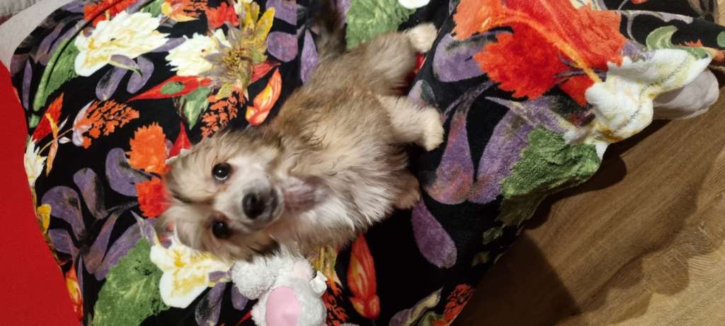 Diana ze Zlocistego Raju