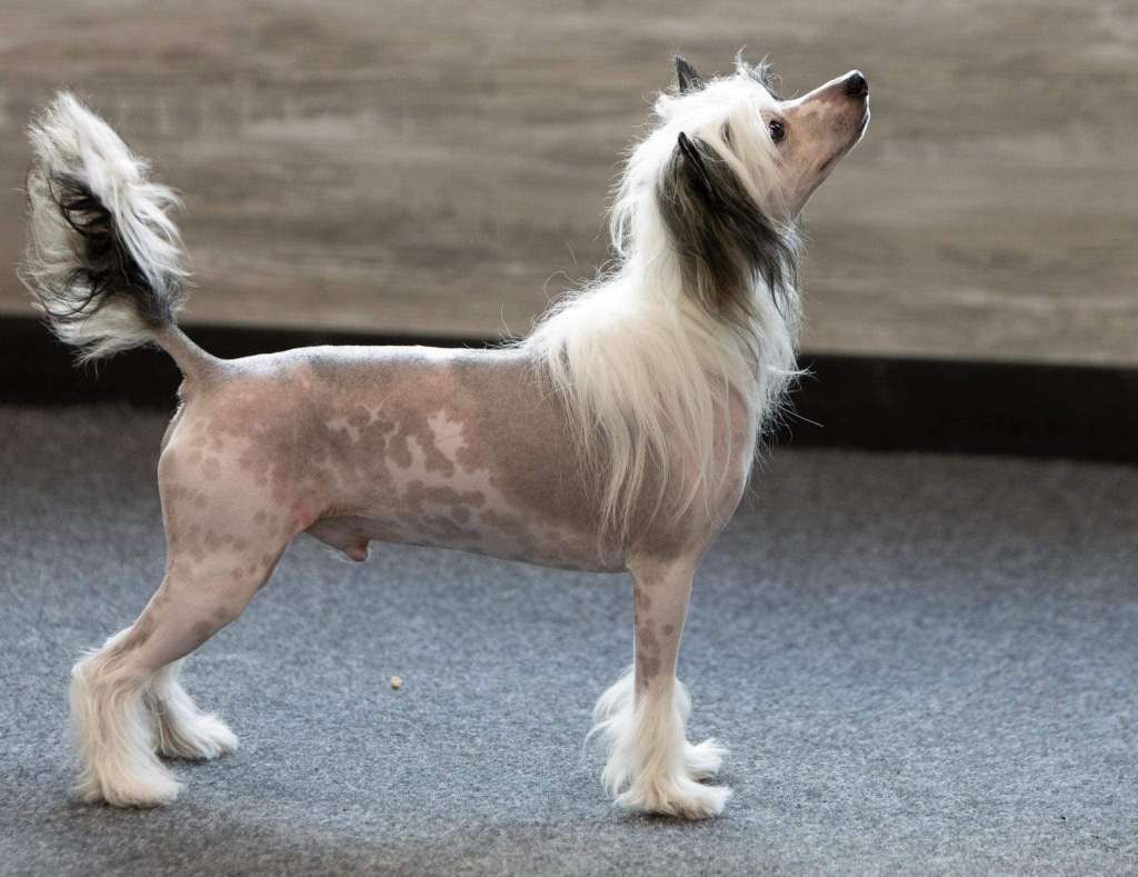 Crestilux Incredibly Impressive