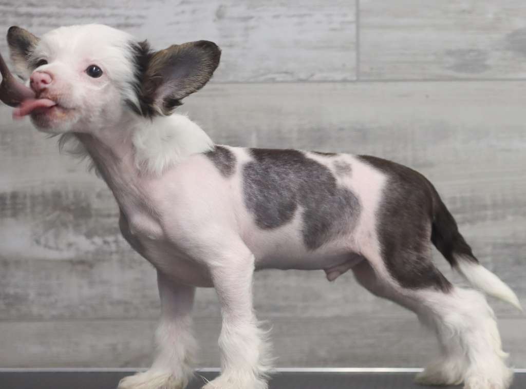 Crestilux Irresistible Ink