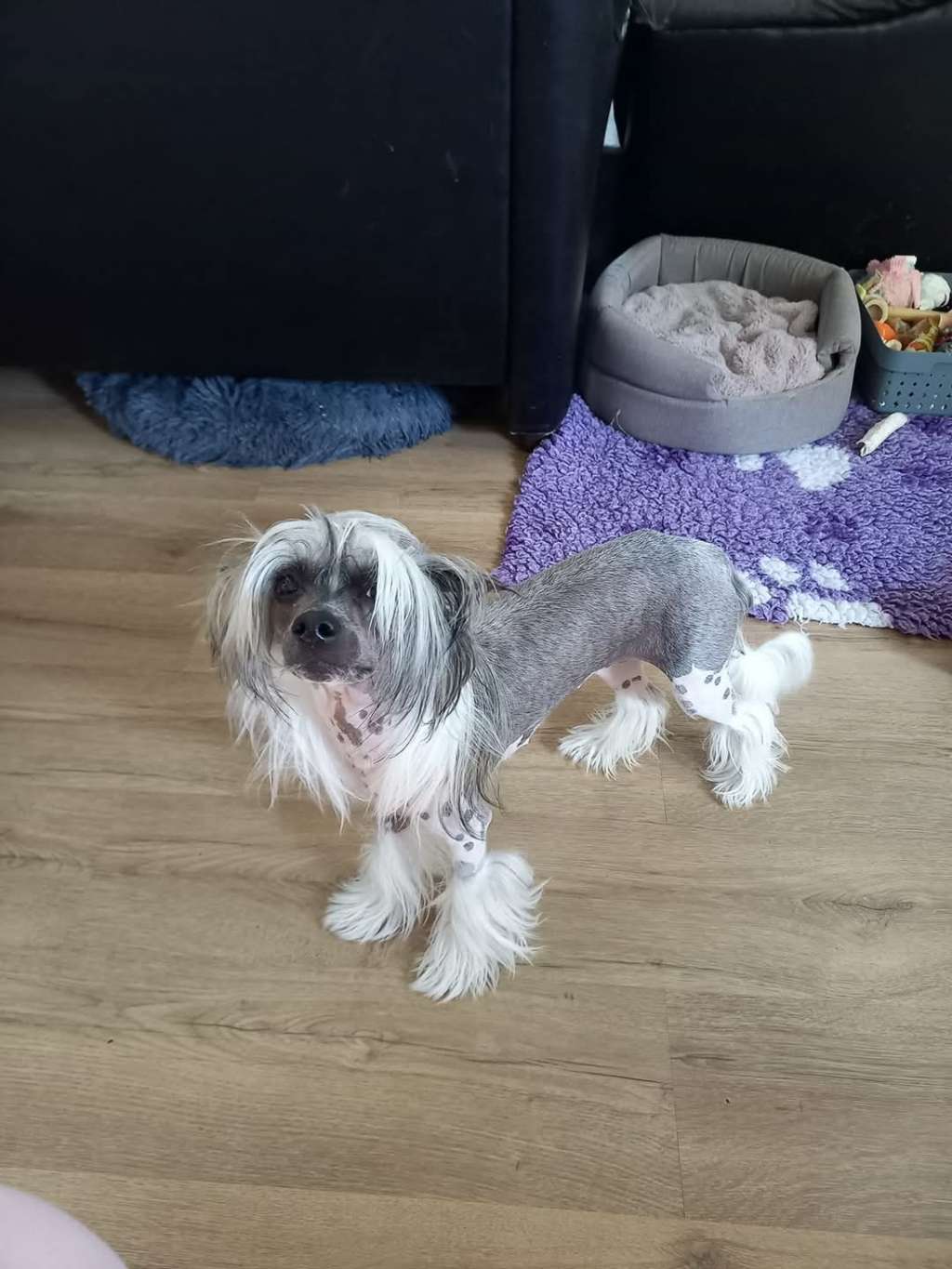 Crested Of Hope Aija With A Blessed Heart