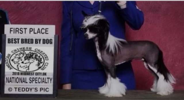 GCH CH Cherish Rhythm And Blues