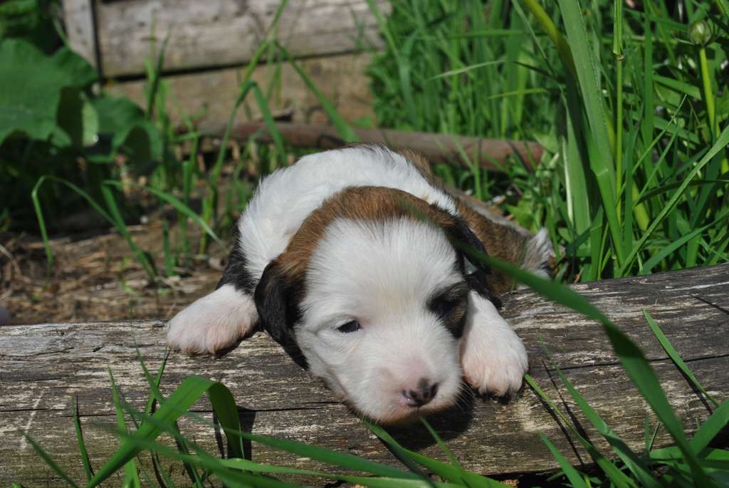 Ksolo Club Shirli Myrli