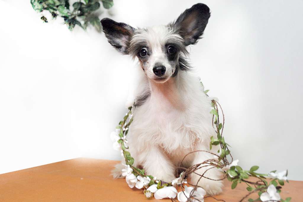 Ksolo Club Yagoda Malina