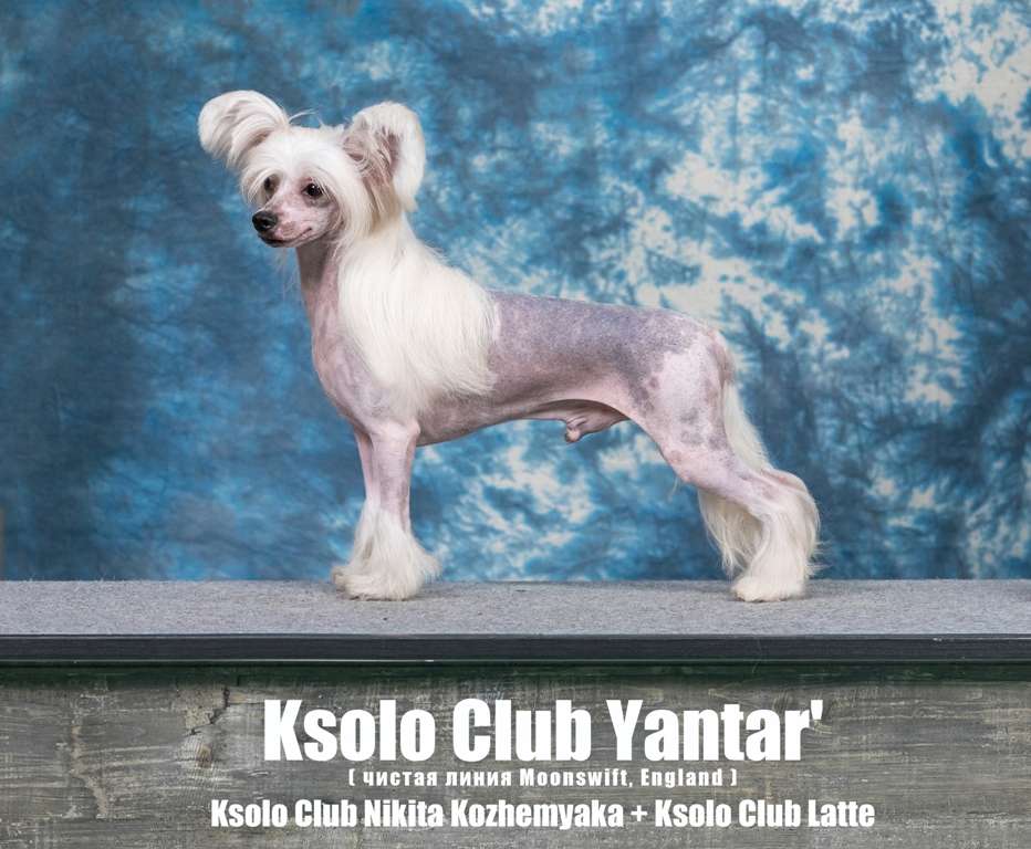 Ksolo Club Yantar'