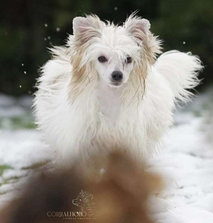 Micaraa von Shinbashi