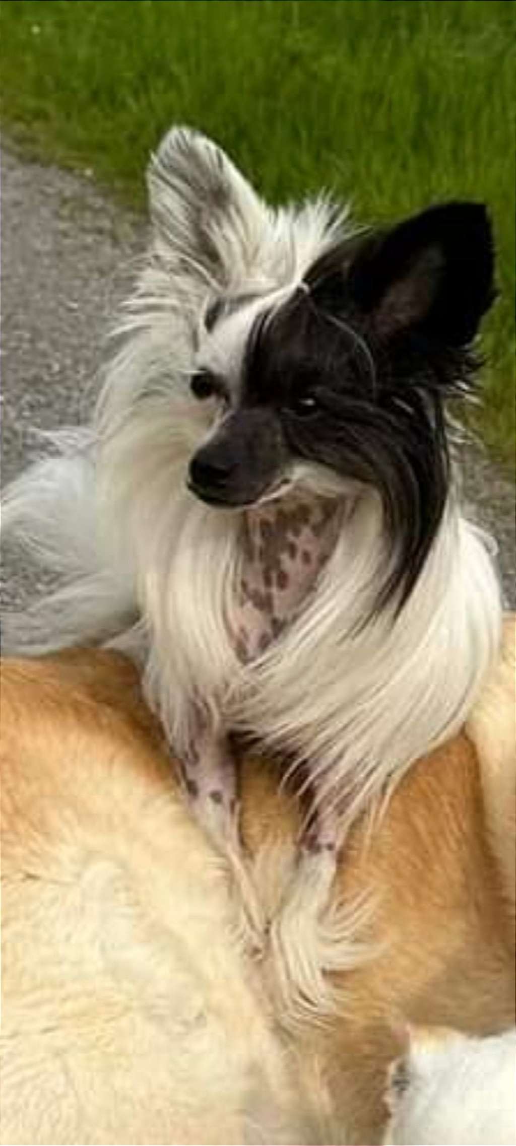 Excellent Choice Cherished Dream