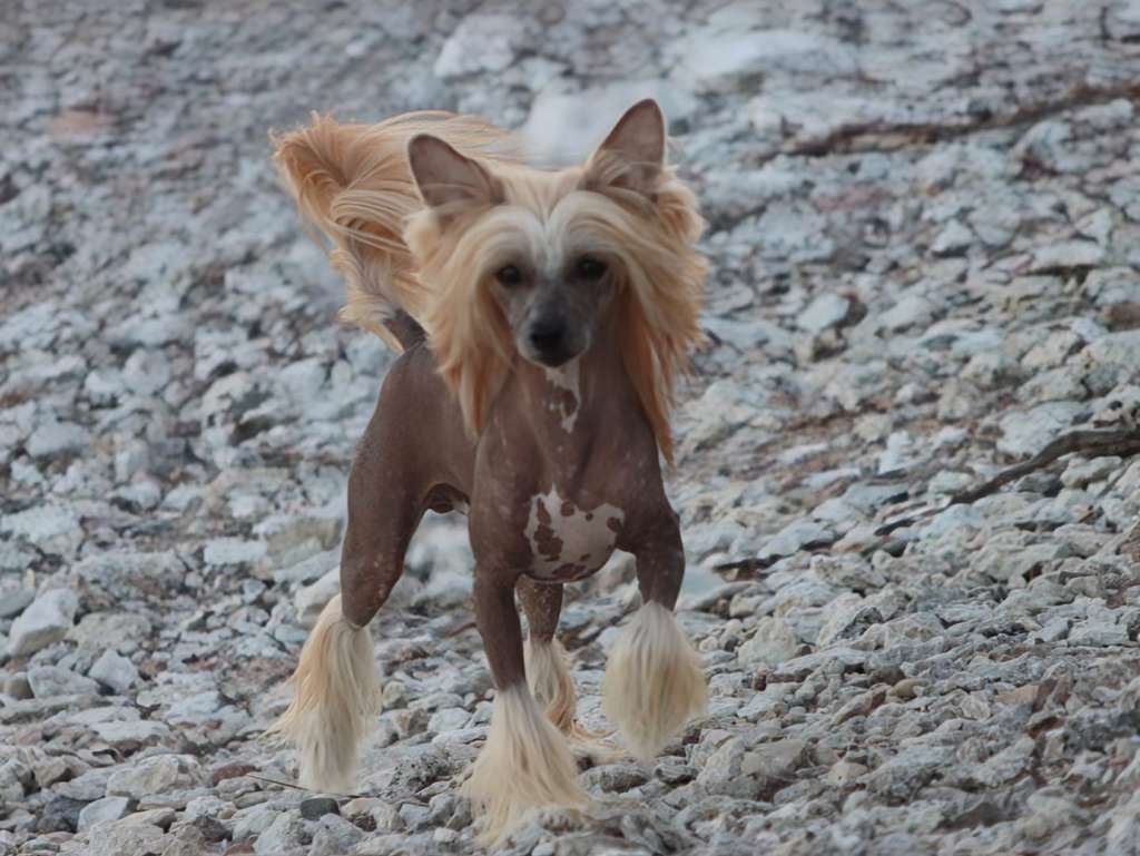 Crestilux Jippie Jay