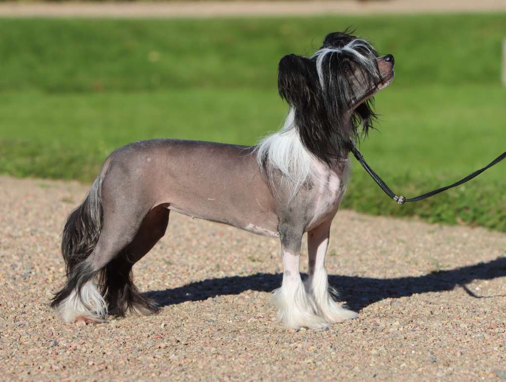 Crestilux Joyful Jewel