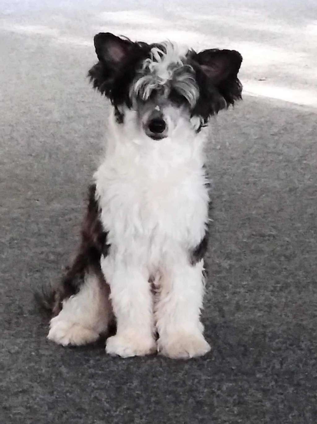 Crestilux Joyous Joker