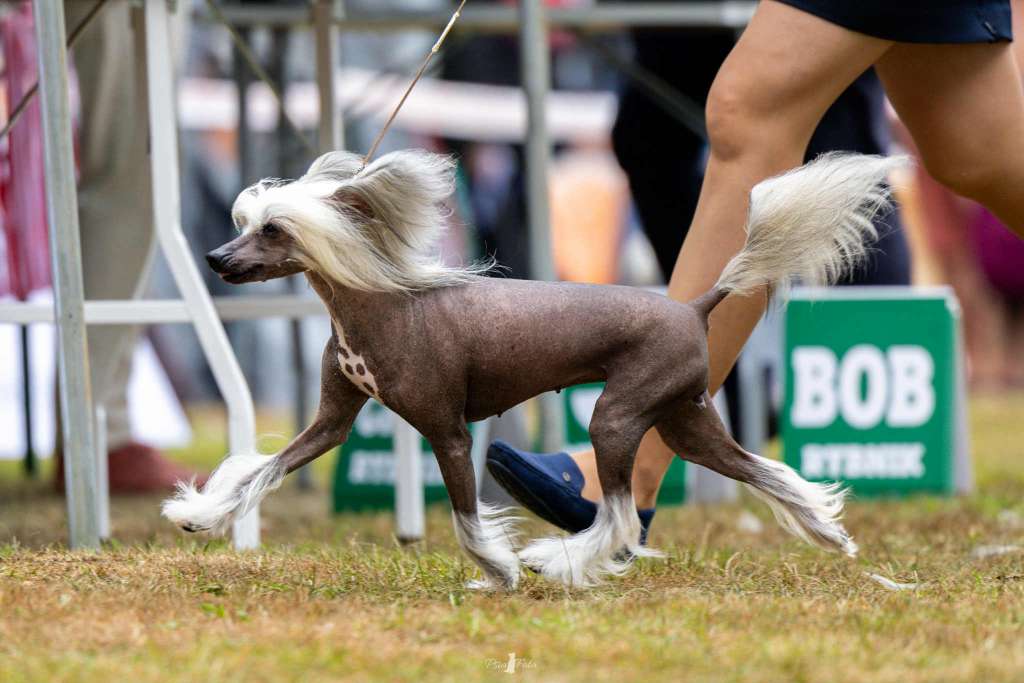 BESI A Primo ad Primos