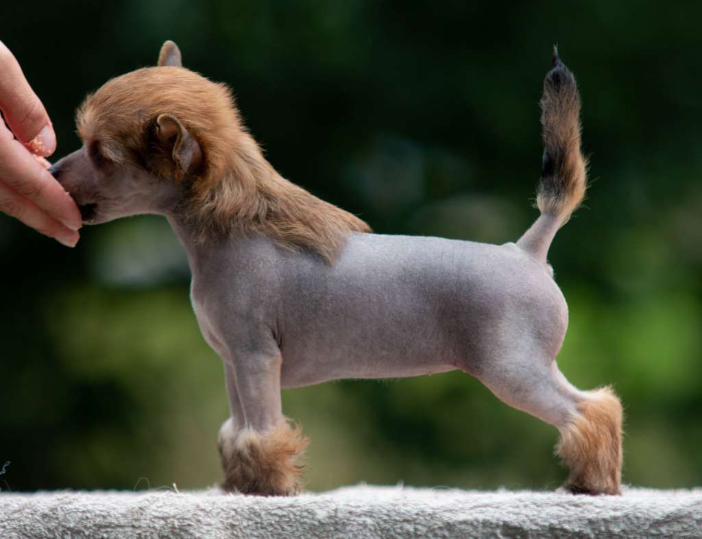 Oakcrest Bling Bling