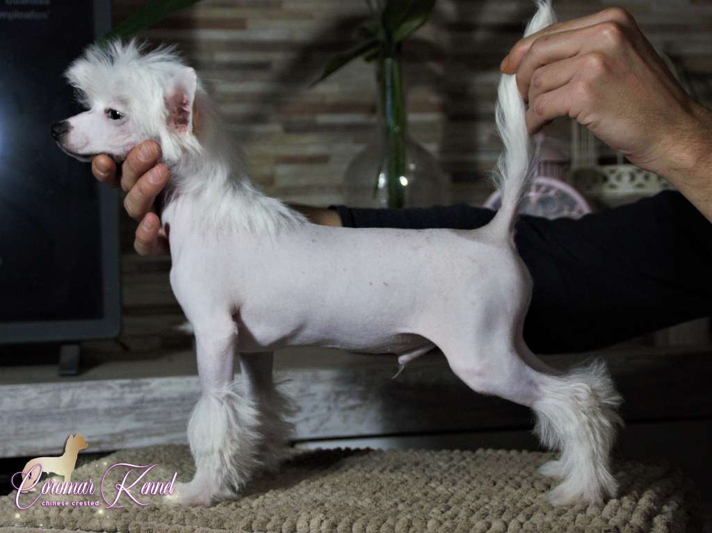 Coromar Hollywood Dreams