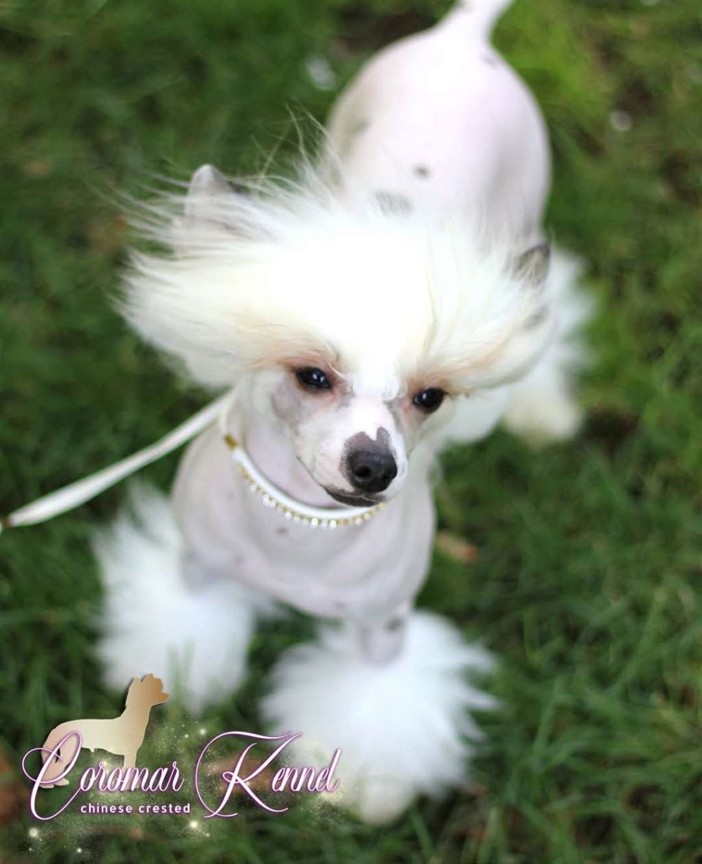 Coromar Heavy Rotation