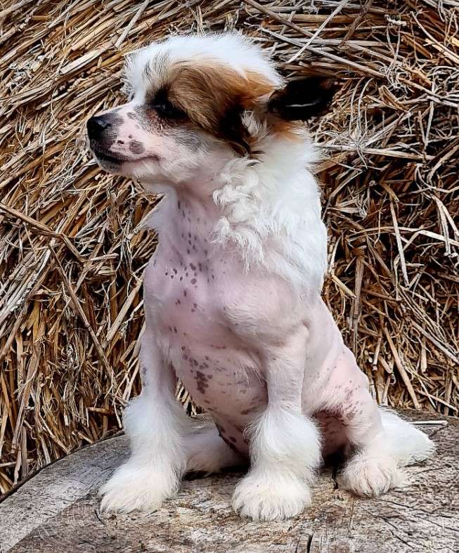 Zeta Jones z Kamilova dvora