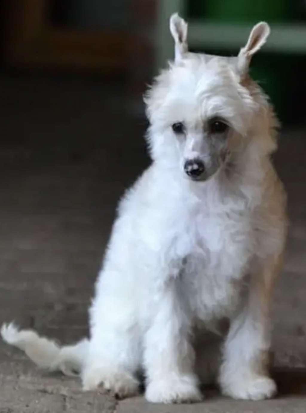 Amanda z Kamilova dvora