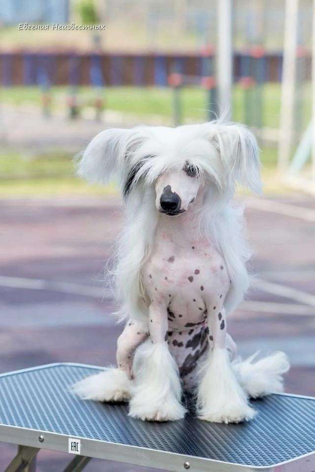 Fiery Fame Carmen for Kidsolarus