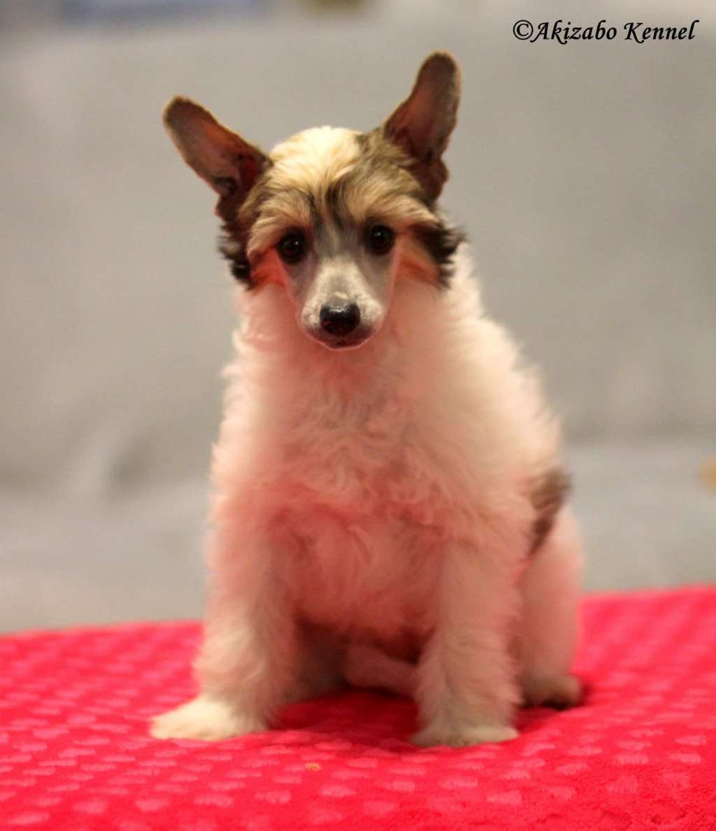 Gustaw Gang Chudzielcow