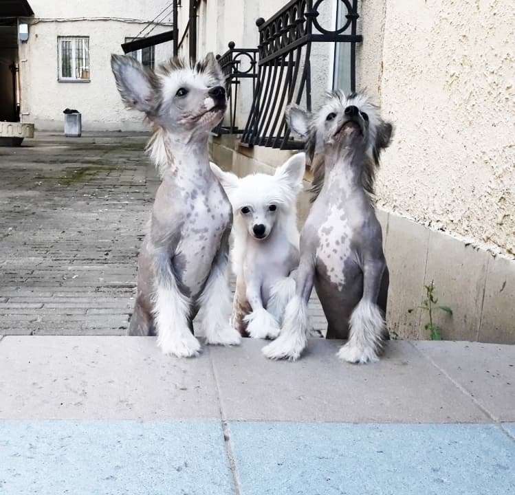 Art Rebellion Roaring Sunrise