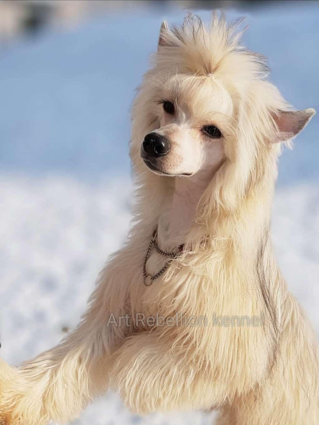 Art Rebellion Rainbow Flame