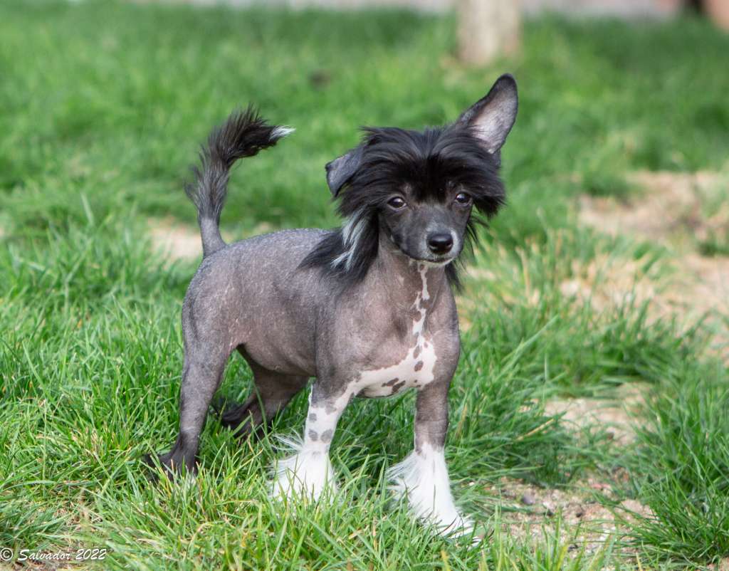 Zelendaya Dancing Queen