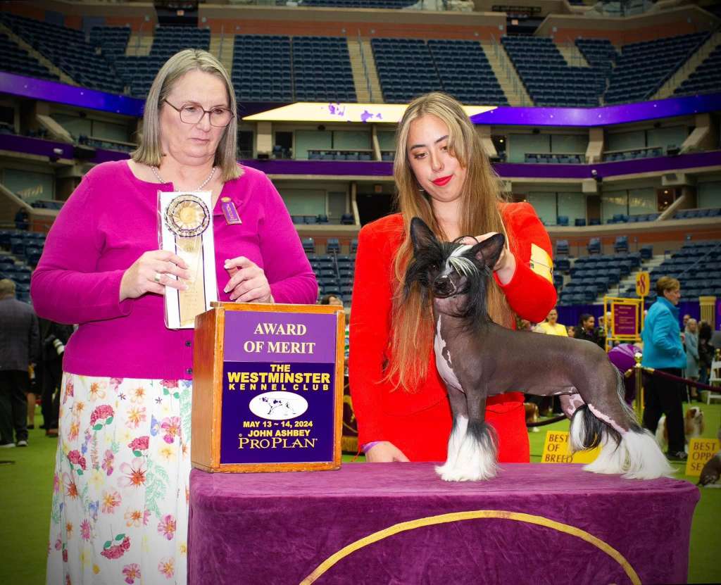 GCH Fantastyczna Epoka Sasimafci AOM