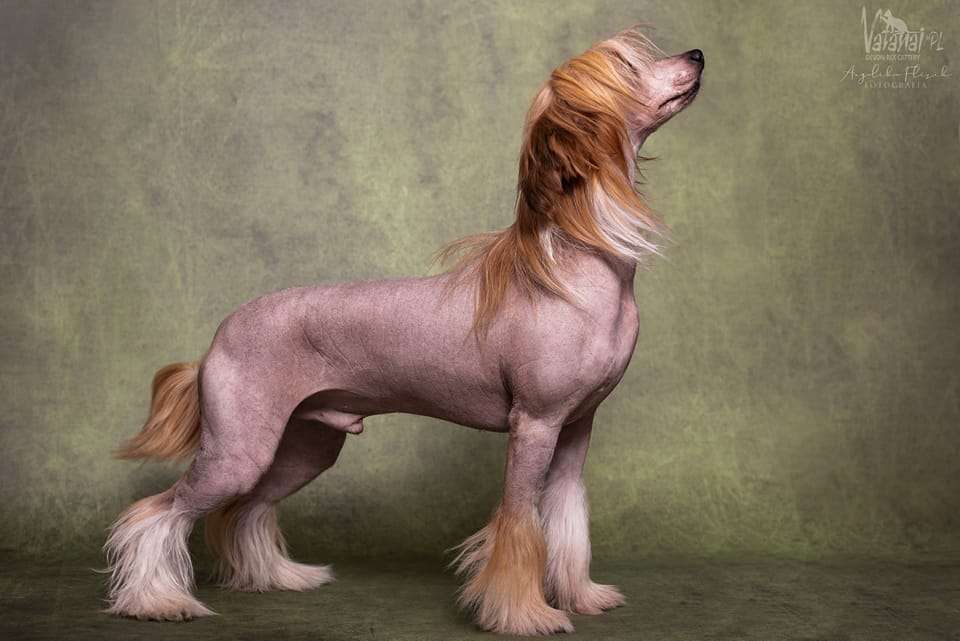 Feniks Odrodzony Sasimafci