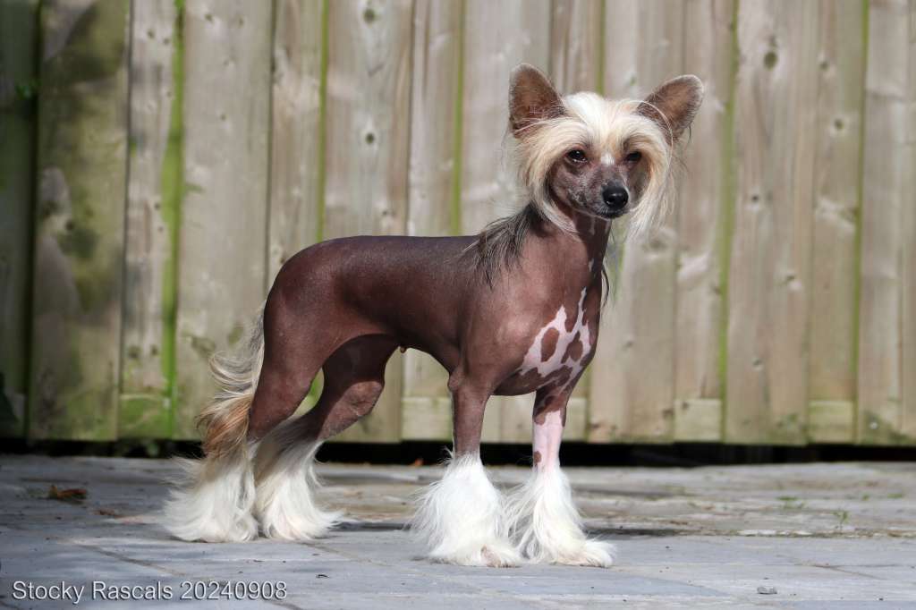 Stocky Rascals Vaina Loca