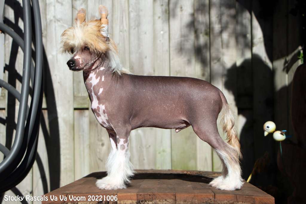 Stocky Rascals Va Va Voom