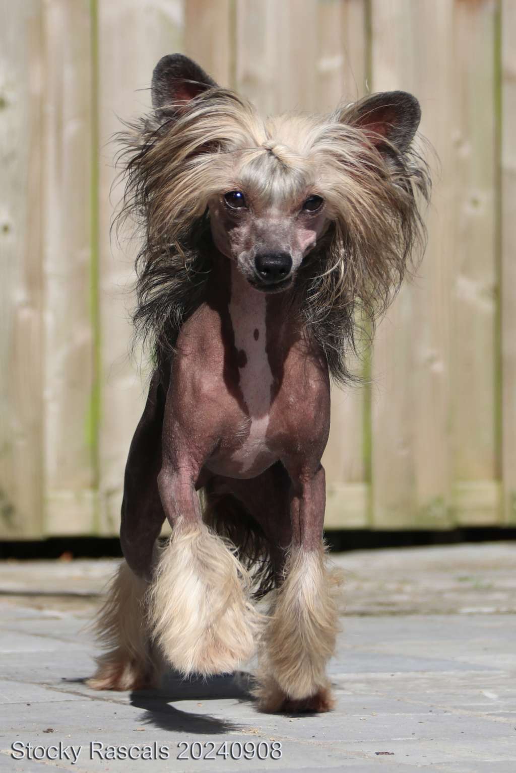 Stocky Rascals Vogue