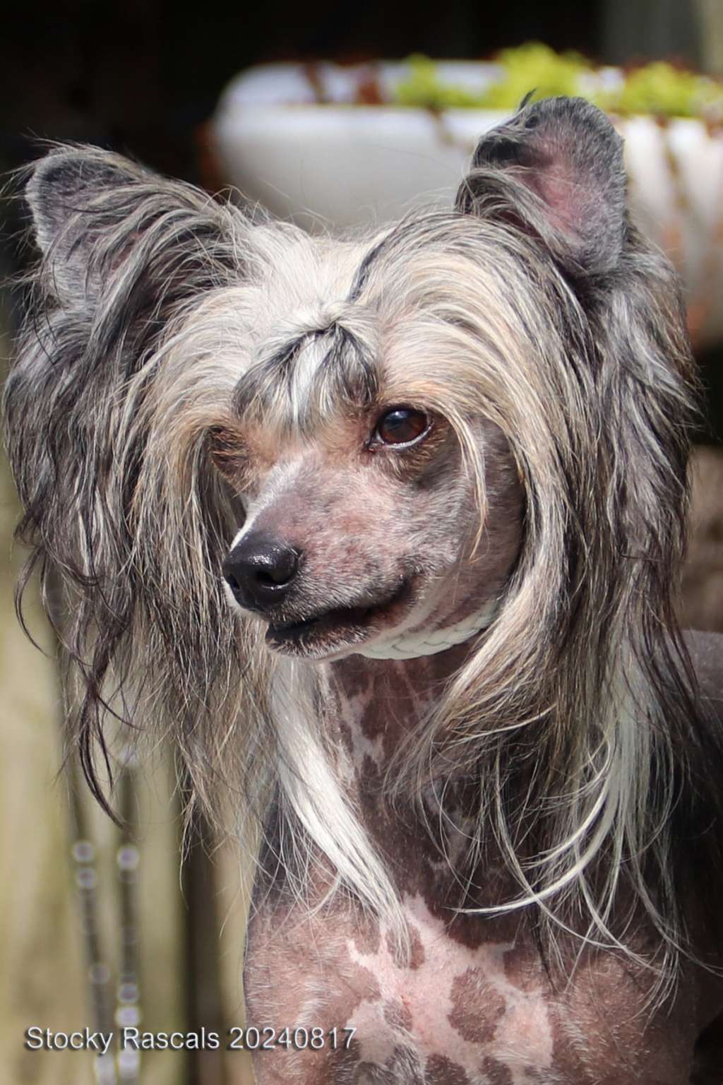 Stocky Rascals Vayamundo