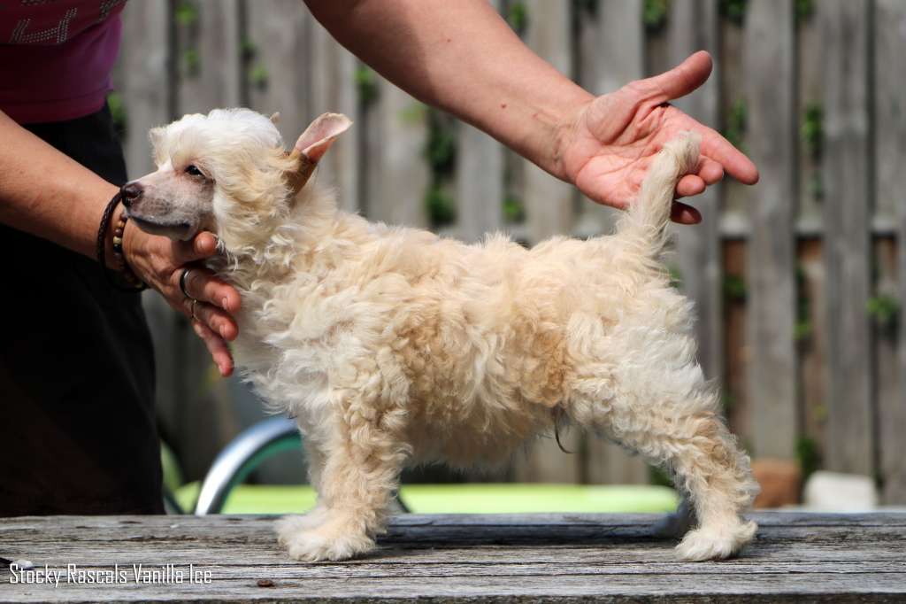 Stocky Rascals Vanilla Ice