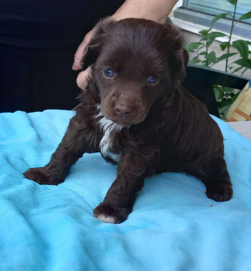 Denize'z Gizmo'z Sweet As Chocolate