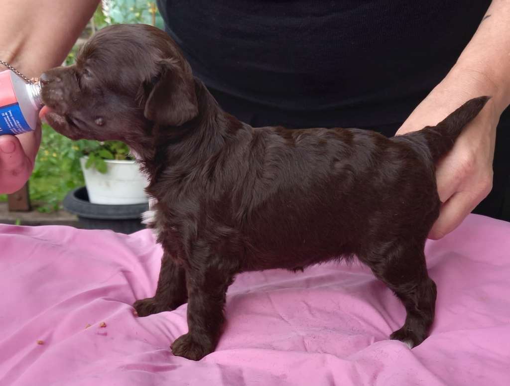 Denize'z Gizmo'z Chocolate Dreams