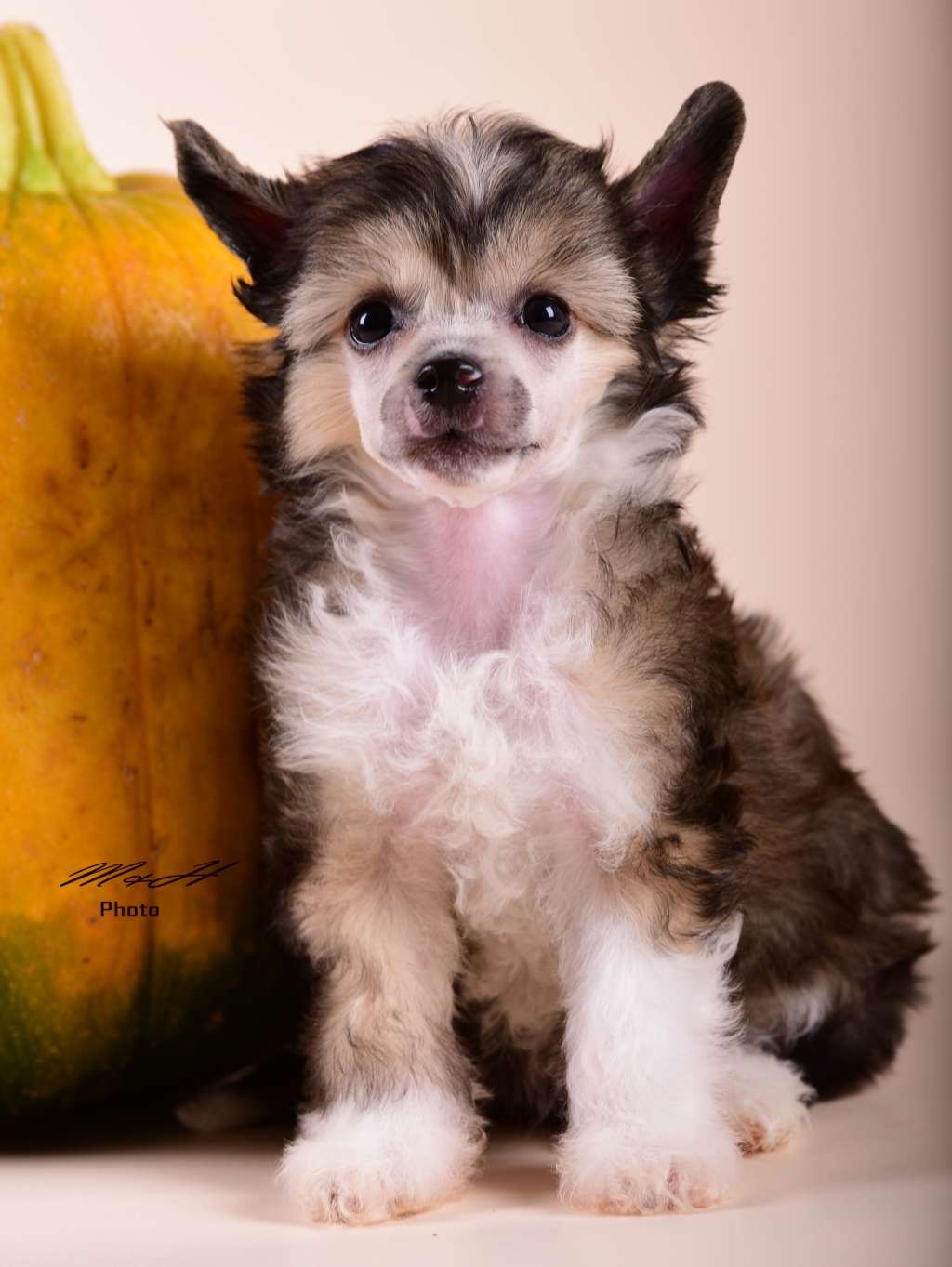 Nannakos von Natelberg