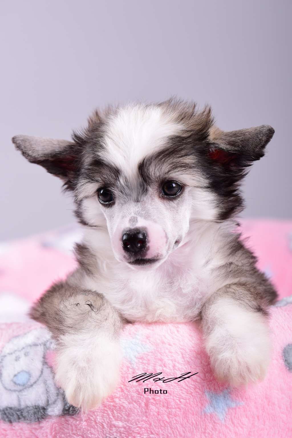 Nesquik von Natelberg