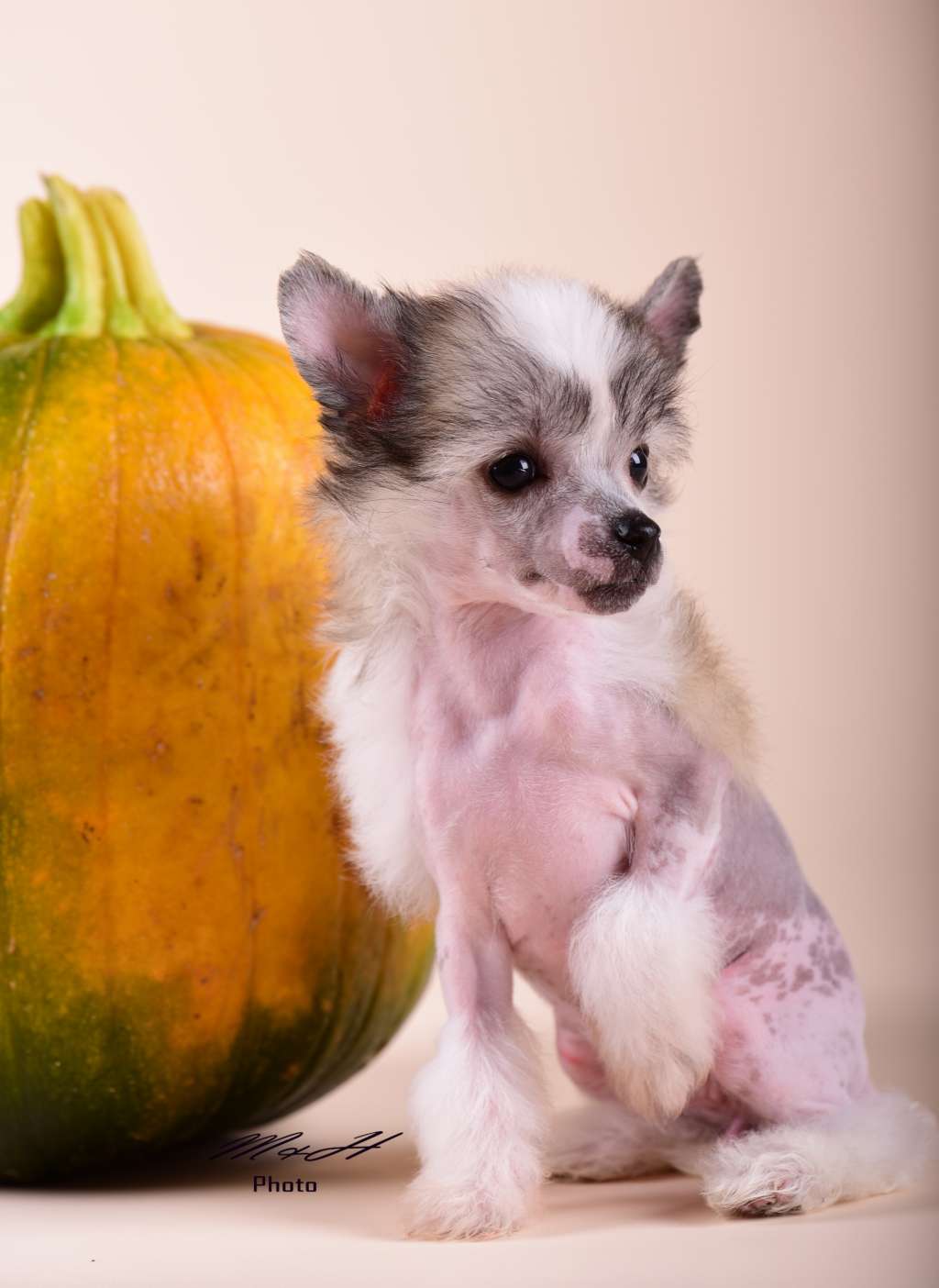 Nagini von Natelberg