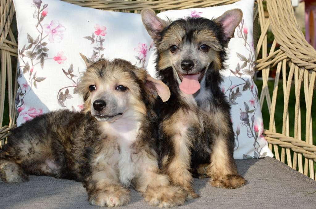 William Morris z Andelovy dlane