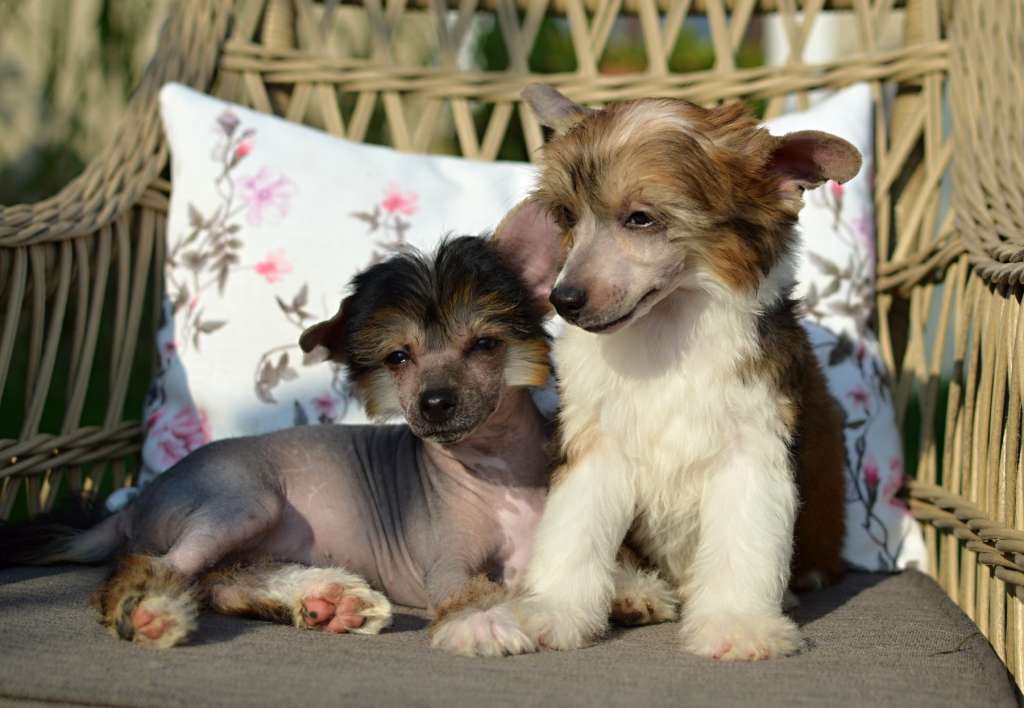 Winky Pinky z Andelovy dlane