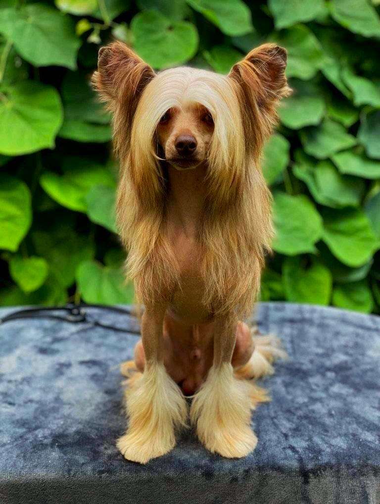 Kevin Cherished Furswood