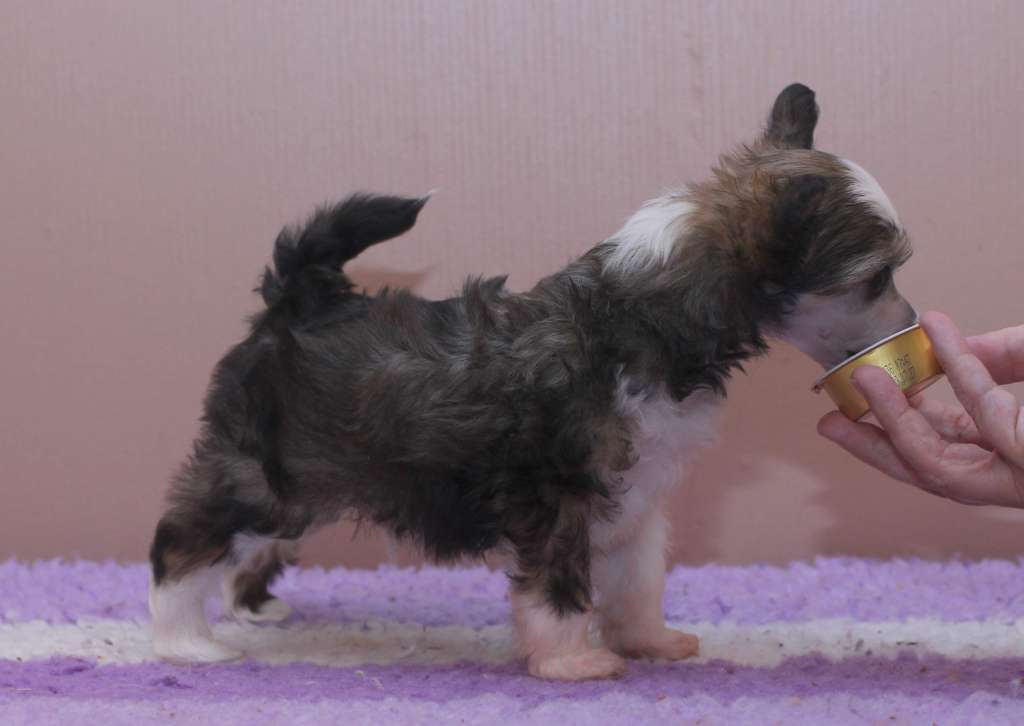 Artic Flyer's Overprotected