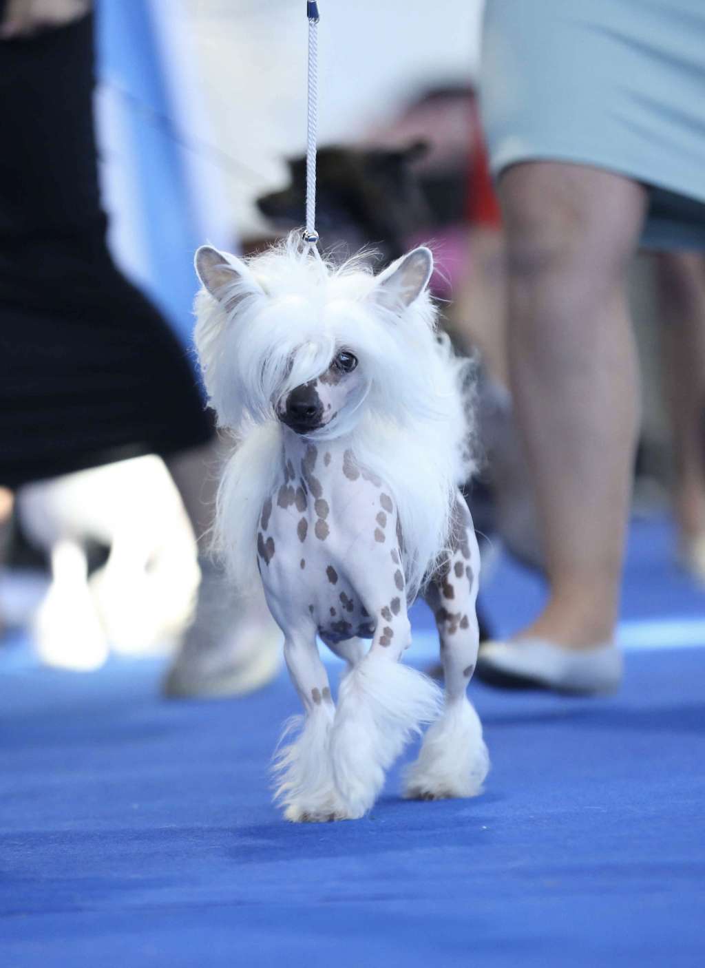 Niagara von Shinbashi