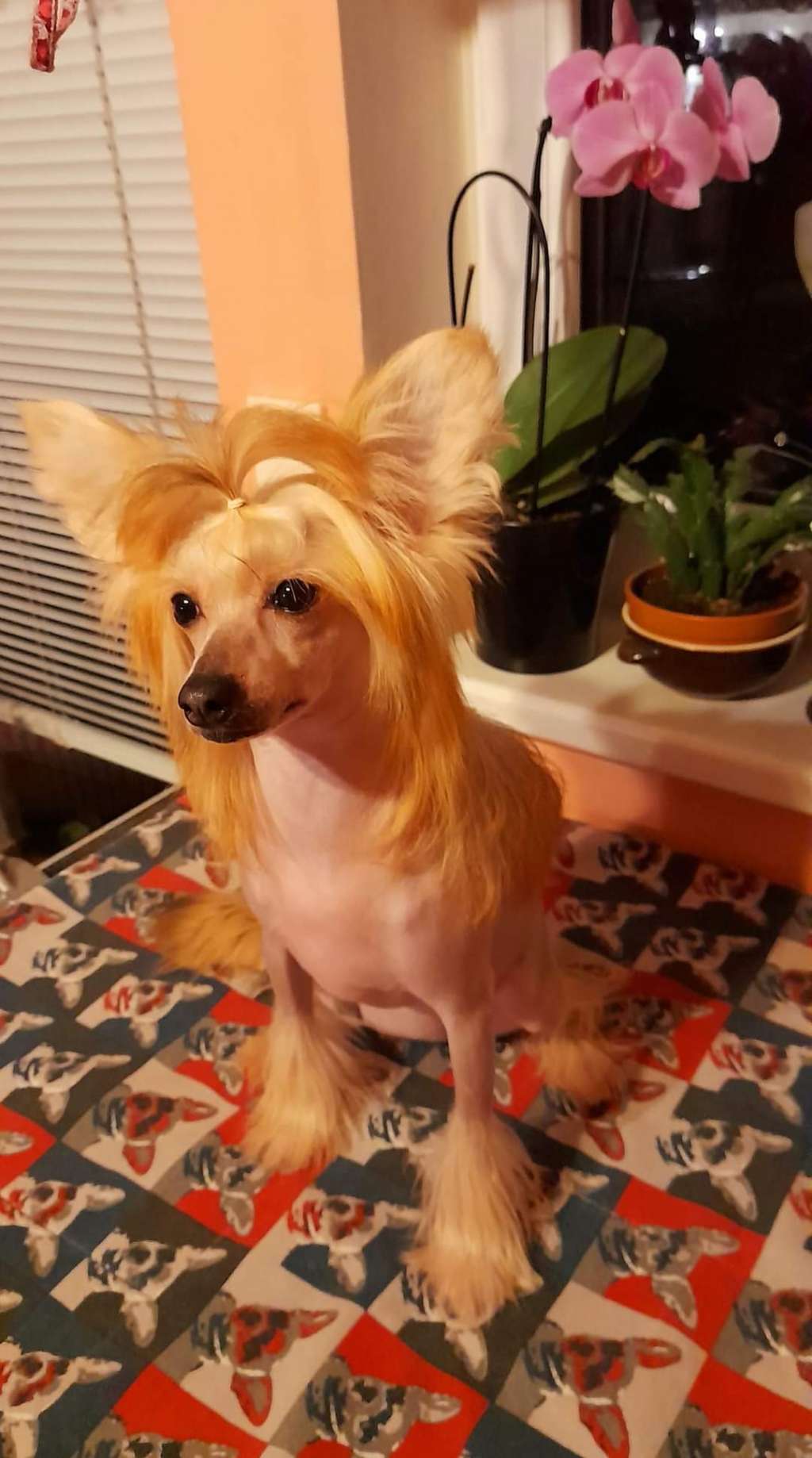 Deloreane Li-Na Rodyry